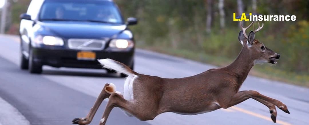 What to Do If You Hit a Deer? What to Do If You Hit a Deer?