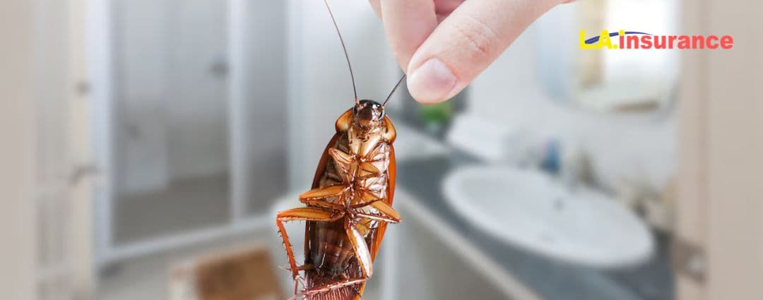 Does Renters Insurance Cover Cockroaches Does Renters Insurance Cover Cockroaches